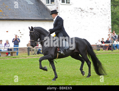 Black Morgan Horse stallion étant monté par un homme en vêtements traditionnels Banque D'Images