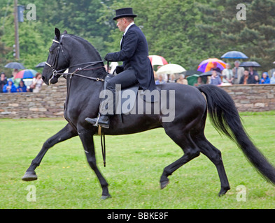 Black Morgan Horse stallion étant monté par un homme en vêtements traditionnels Banque D'Images