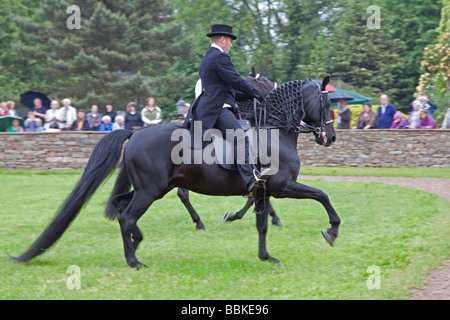 Black Morgan Horse stallion étant monté par un homme en vêtements traditionnels Banque D'Images