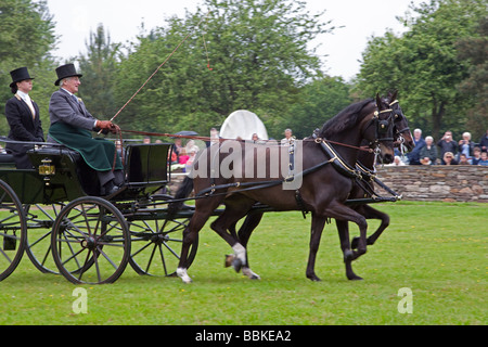 Paire de chevaux tirant un chariot Morgan Banque D'Images