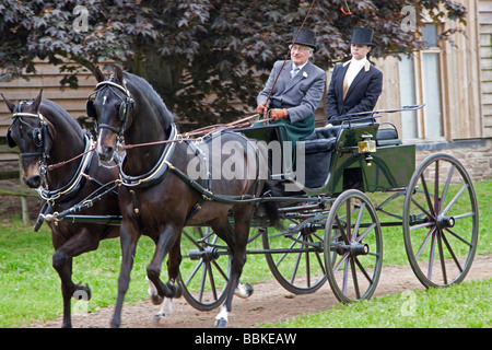 Paire de chevaux tirant un chariot Morgan Banque D'Images