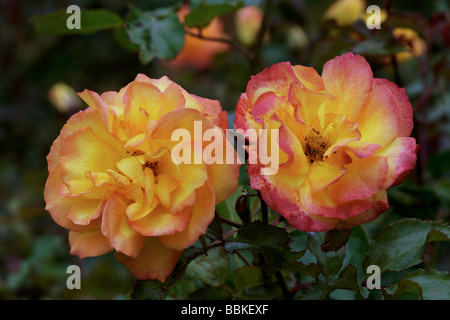 Rosa;Rosier arbustif;'Sahara';deux fleurs. Banque D'Images