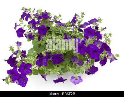 Les pétunias bleu violet Banque D'Images