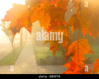 Jaune feuilles d'automne Banque D'Images