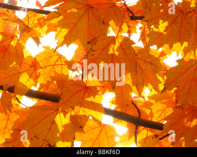 Les feuilles d'automne jaune Banque D'Images