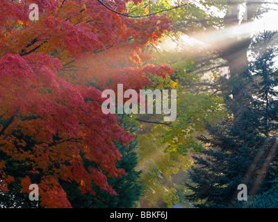 arbre et feuilles Banque D'Images