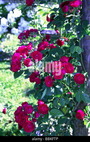 Rosa;rosier grimpant ;'Chevy Chase' ; fleurs semi-double sur une arche. Banque D'Images