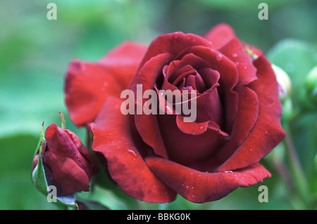 Rosa;rosier grimpant ;'Guinee';escalade à grande fleur rose;introduit en 1938. Banque D'Images