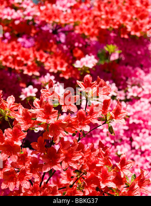 Azalées rouges et roses en pleine floraison Banque D'Images