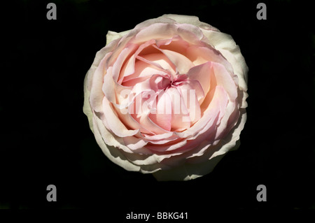 Rosa;rosier grimpant ; 'Pierre de Ronsard';introduit en1987 ; Banque D'Images