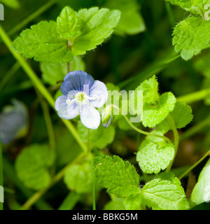 Fleur bourgeon et les feuilles des feuilles rondes ou minces Speedwell Veronica filiformis avec pousses de feuilles Germander Speedwell Banque D'Images