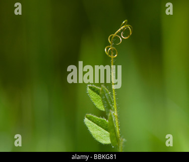 Feuilles et des vrilles de Bush vetch Vicia sepium Banque D'Images