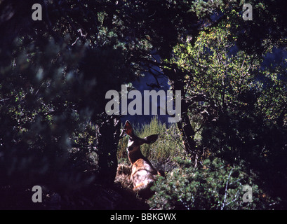 Le cerf mulet reposant sur South Rim du Grand Canyon National Park Arizona Banque D'Images