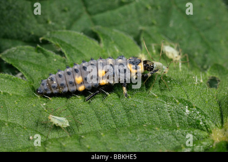 Les larves d'Harmonia axyridis coccinelle arlequin puceron de l'alimentation Banque D'Images
