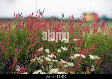 Moutons Sorrel Rumex acetosella Banque D'Images