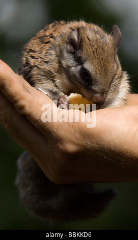 Le grand polatouche (Glaucomys sabrinus Kroschel La faune de l'Alaska États-unis Films Banque D'Images