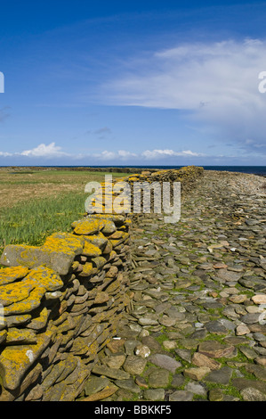 dh brides Ness NORD RONALDSAY ORKNEY mur de pierre entoure l'île garde les moutons hors de la terre et sur le rivage digue de grès murs mer rochers plage Ecosse Banque D'Images