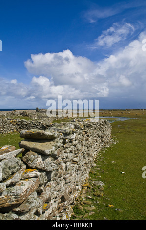 dh NORD RONALDSAY ORKNEY mur de pierre enceinte de mouton stylos murs de digue de grès Banque D'Images