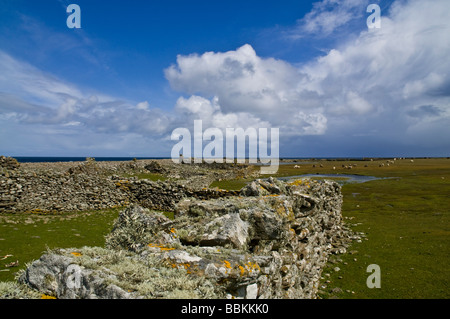 dh NORD RONALDSAY ORKNEY mur de pierre de mouton enceinte stylos animal stockade Banque D'Images