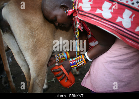 Ngoiroro est un village de 200 habitants appartenant à la tribu Massai Le village jette droit dans la vallée du Rift au sud de Nairobi, la frontière tanzanienne les Massaïs vivent très près de la nature et de leurs animaux, les vaches et les chèvres sont plus importants que l'argent pour les Massaïs chaque famille est propriétaire d'environ 50 vaches et 50 chèvres l'alimentation principale des villageois est la viande et le lait sont des femmes suppose pour traire les vaches deux fois par jour et les petits garçons ont à s'occuper du troupeau pendant la journée tandis que le pâturage Banque D'Images