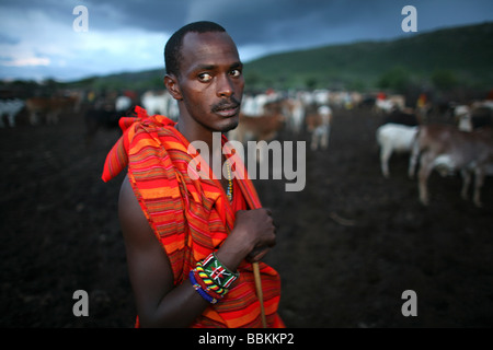 Ngoiroro est un village de 200 habitants appartenant à la tribu Massai Le village jette droit dans la vallée du Rift au sud de Nairobi, la frontière tanzanienne les Massaïs vivent très près de la nature et de leurs animaux, les vaches et les chèvres sont plus importants que l'argent pour les Massaïs chaque famille est propriétaire d'environ 50 vaches et 50 chèvres l'alimentation principale des villageois est la viande et le lait sont des femmes suppose pour traire les vaches deux fois par jour et les petits garçons ont à s'occuper du troupeau pendant la journée tandis que le pâturage Banque D'Images