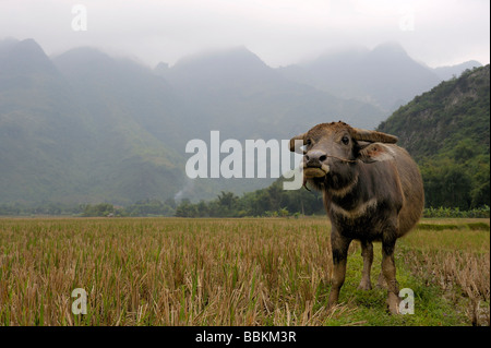 Le buffle d'eau dans les montagnes karstiques, sec avant de la Baie d'Halong, TamCoc, Parc National de Ninh Binh, Vietnam du Nord, en Asie du sud-est Banque D'Images