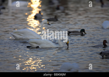 Le cygne de Bewick Cygnus columbianus natation sur le lac au coucher du soleil à Slimbridge WWT, Gloucestershire, en février. Banque D'Images