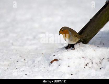 Robin (Erithacus rubecula aux abords de la neige dans l'alimentation) Banque D'Images