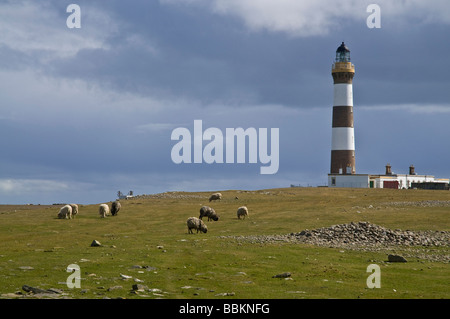 Dh NORTH RONALDSAY Moutons Orcades grasing North Ronaldsay Lighthouse Banque D'Images