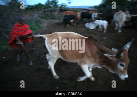 Ngoiroro est un village de 200 habitants appartenant à la tribu Massai Le village jette droit dans la vallée du Rift au sud de Nairobi, la frontière tanzanienne les Massaïs vivent très près de la nature et de leurs animaux, les vaches et les chèvres sont plus importants que l'argent pour les Massaïs chaque famille est propriétaire d'environ 50 vaches et 50 chèvres l'alimentation principale des villageois est la viande et le lait sont des femmes suppose pour traire les vaches deux fois par jour et les petits garçons ont à s'occuper du troupeau pendant la journée tandis que le pâturage Banque D'Images