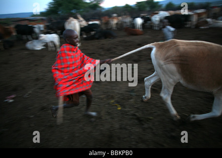 Ngoiroro est un village de 200 habitants appartenant à la tribu Massai Le village jette droit dans la vallée du Rift au sud de Nairobi, la frontière tanzanienne les Massaïs vivent très près de la nature et de leurs animaux, les vaches et les chèvres sont plus importants que l'argent pour les Massaïs chaque famille est propriétaire d'environ 50 vaches et 50 chèvres l'alimentation principale des villageois est la viande et le lait sont des femmes suppose pour traire les vaches deux fois par jour et les petits garçons ont à s'occuper du troupeau pendant la journée tandis que le pâturage Banque D'Images