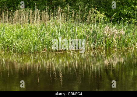 Étang dans le bois de l'usine Penrice sur la péninsule de Gower Galles du sud avec des réflexions Banque D'Images