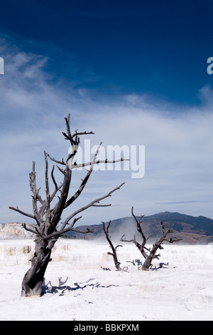 La région de Terrance Mammoth Hot Springs Parc National de Yellowstone au Wyoming USA Banque D'Images