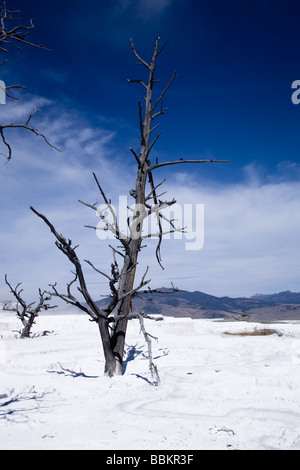 Arbre mort au Upper Terrance Mammoth Hot Springs Parc National de Yellowstone au Wyoming USA Banque D'Images