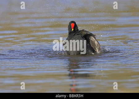 (Commun) Gallinule poule-d'eau Gallinula chloropus debout dans l'eau et baignade à Slimbridge WWT, Gloucestershire, en février. Banque D'Images