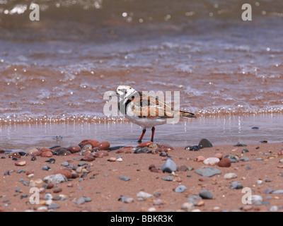 Tournepierre à collier sur une plage de galets Banque D'Images