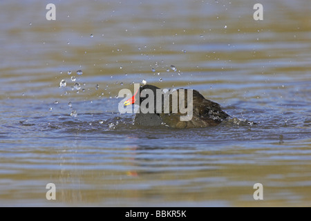 (Commun) Gallinule poule-d'eau Gallinula chloropus accroupi dans l'eau et baignade à Slimbridge WWT, Gloucestershire, en février. Banque D'Images