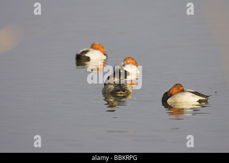 (Commun) milouin Aythya ferina groupe hommes et femmes de se percher sur l'eau à Slimbridge WWT, Gloucestershire, en février. Banque D'Images