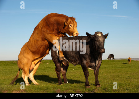 Taureau Limousin l'accouplement avec la vache allaitante qui sur la chaleur Cumbria Banque D'Images