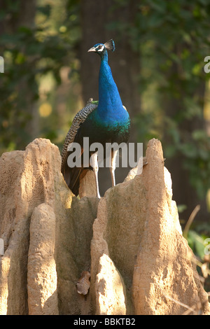 Paons Indiens commun, Pavo cristatus, homme, Kanha National Park, le Madhya Pradesh, en Inde. Banque D'Images