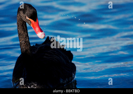 Black Swan dans les zones humides de l'estuaire de la Tasmanie Australie Tamar Banque D'Images