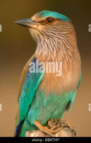 Rouleau indien, le geai bleu, Coracias benghalensis, Kanha National Park, le Madhya Pradesh, en Inde. Banque D'Images