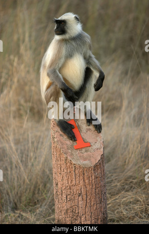 Animaux singe Langur commun, Semnopitheaus, Kanha National Park, le Madhya Pradesh, en Inde. Banque D'Images