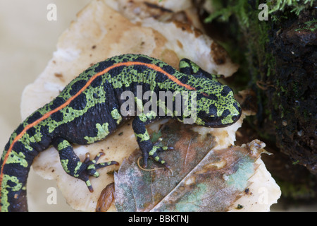 Marbré femelle Newt dans Sud - Ouest France ; Banque D'Images