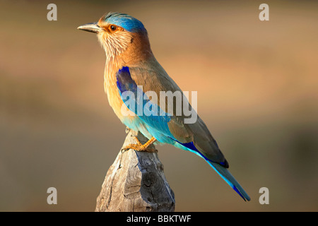 Rouleau indien, le geai bleu, Coracias benghalensis, Kanha National Park, le Madhya Pradesh, en Inde. Banque D'Images