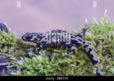 Marbré femelle Newt dans Sud - Ouest France ; Banque D'Images