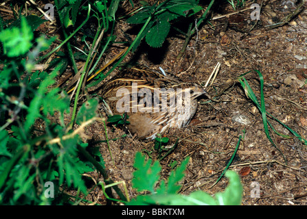 Caille Coturnix coturnix (commune) dans la zone de couvaison Banque D'Images