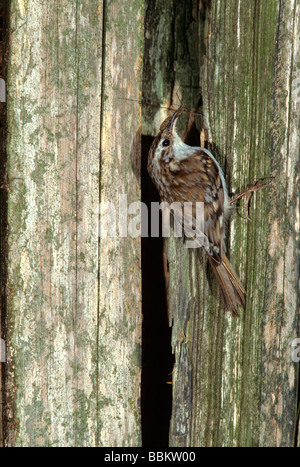 Bruant commun (Certhia familiaris) avec grue voler la proie Banque D'Images