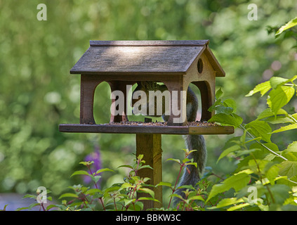 L'écureuil gris sur tableau d'oiseaux dans le jardin UK Banque D'Images