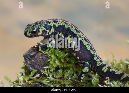 Marbré femelle Newt dans Sud - Ouest France ; Banque D'Images